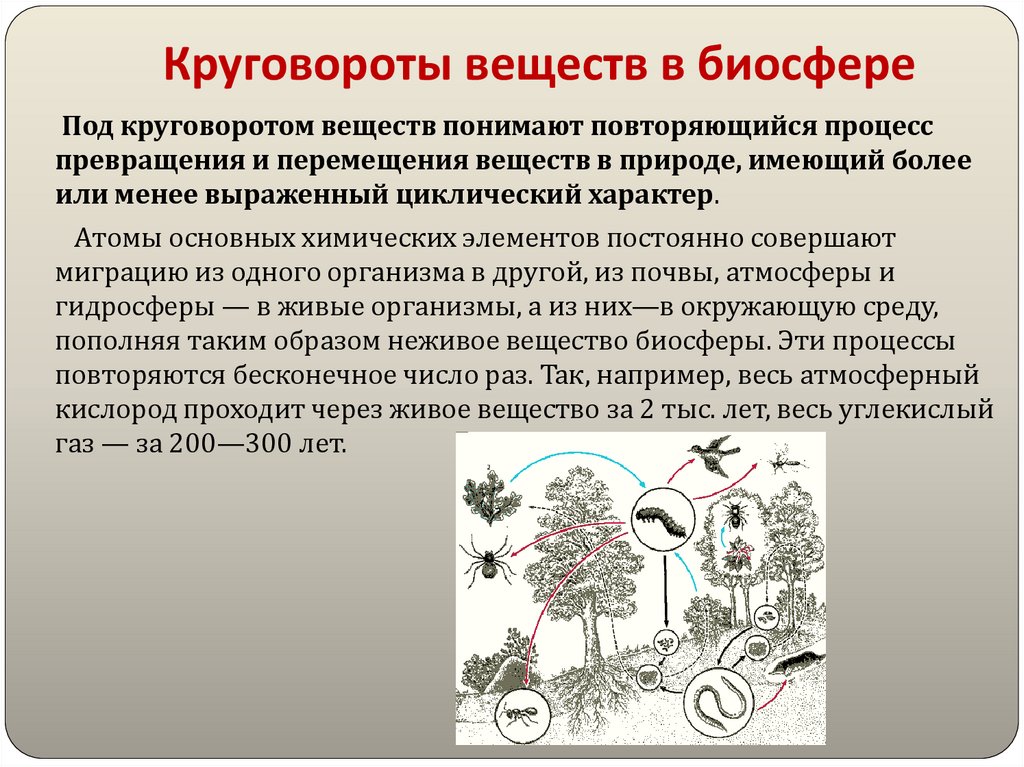 Круговороты веществ в биосфере