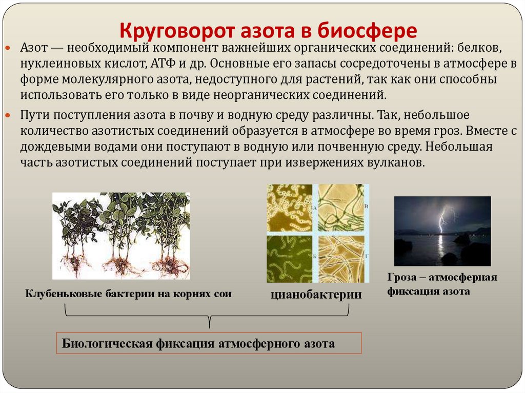 Круговорот азота в биосфере