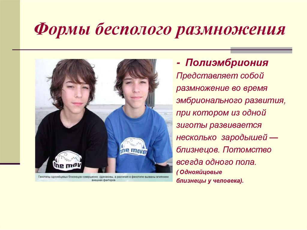 Формы бесполого размножения