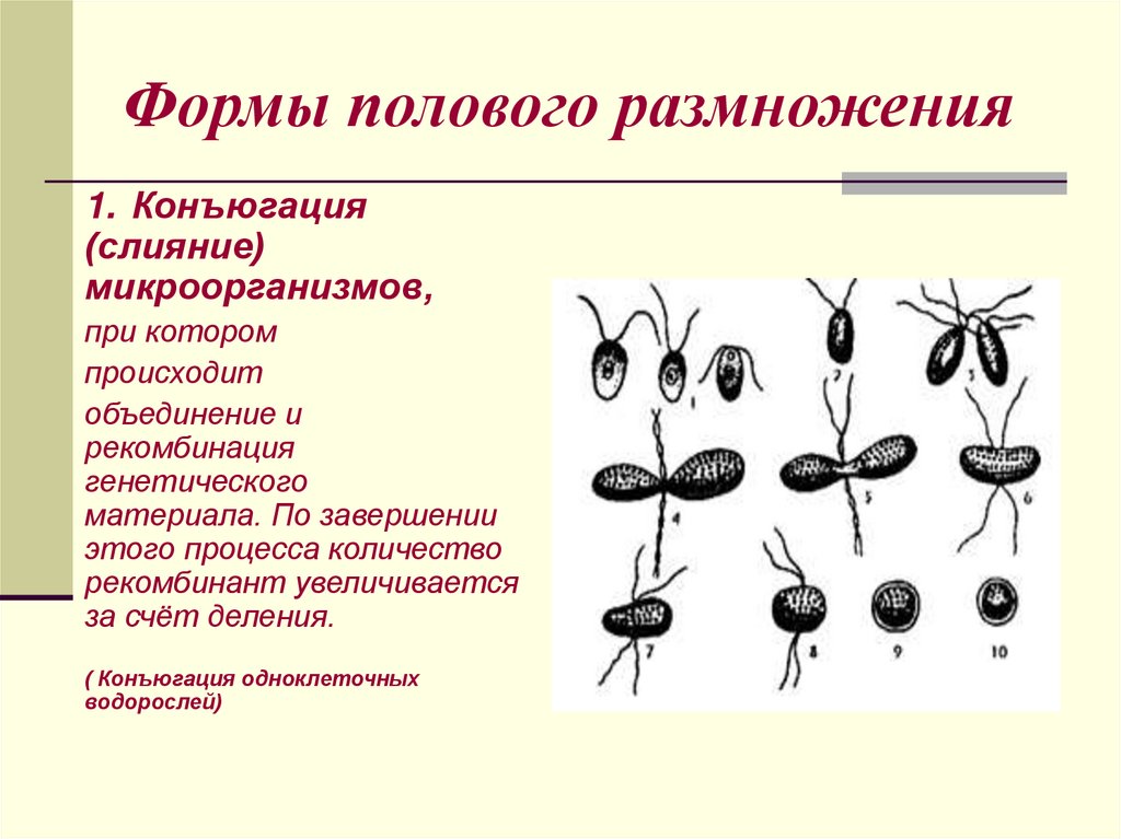 Формы полового размножения