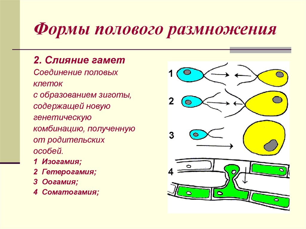 Формы полового размножения