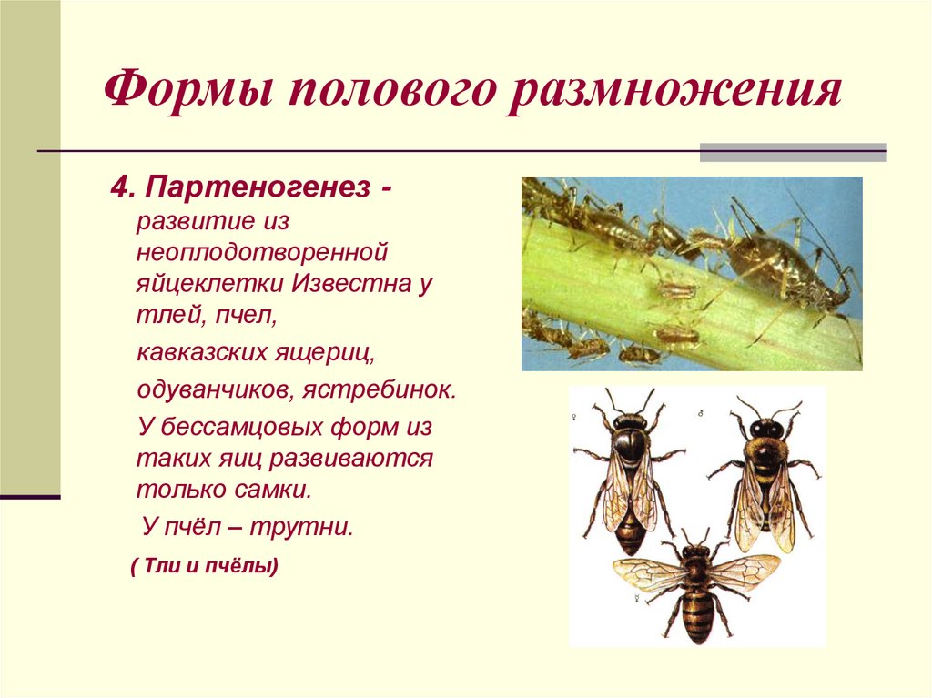 Формы полового размножения