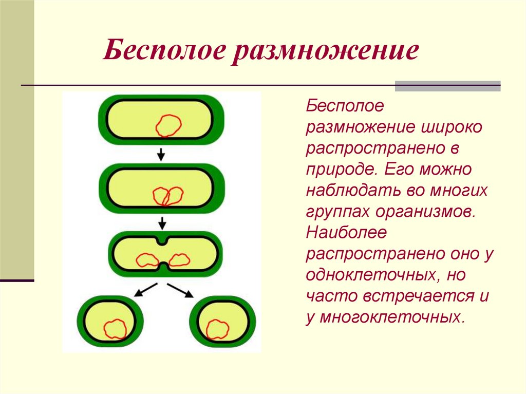 Бесполое размножение