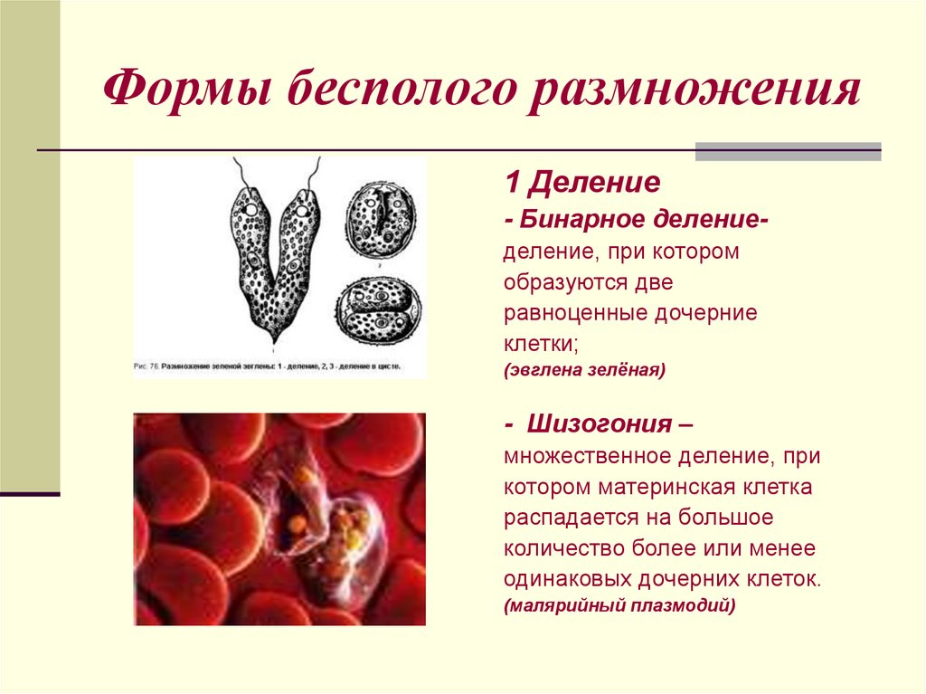Формы бесполого размножения