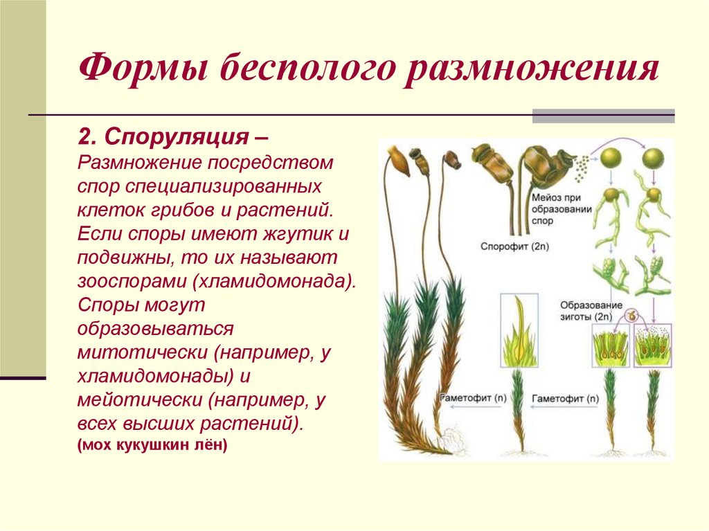 Формы бесполого размножения