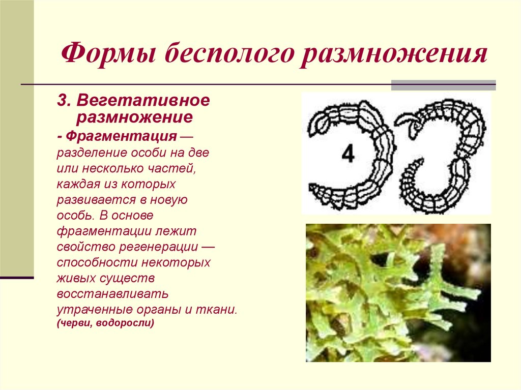 Формы бесполого размножения