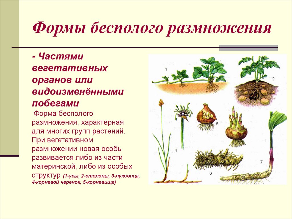 Формы бесполого размножения