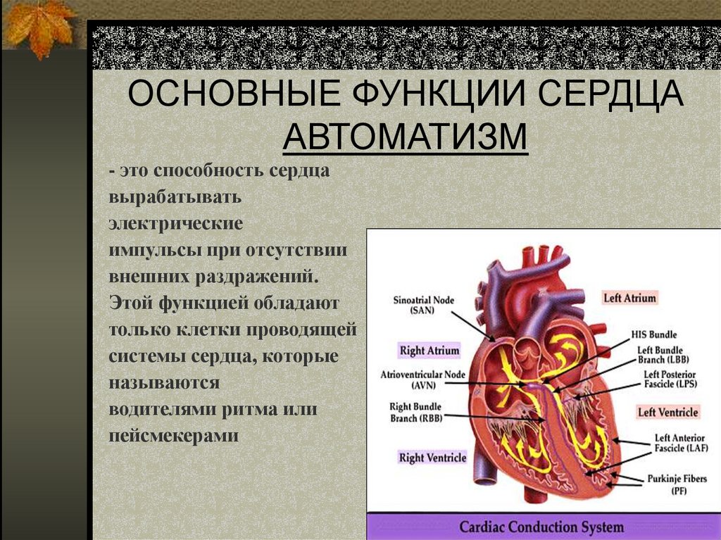ОСНОВНЫЕ ФУНКЦИИ СЕРДЦА АВТОМАТИЗМ