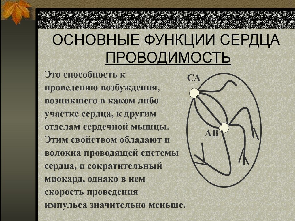 ОСНОВНЫЕ ФУНКЦИИ СЕРДЦА ПРОВОДИМОСТЬ