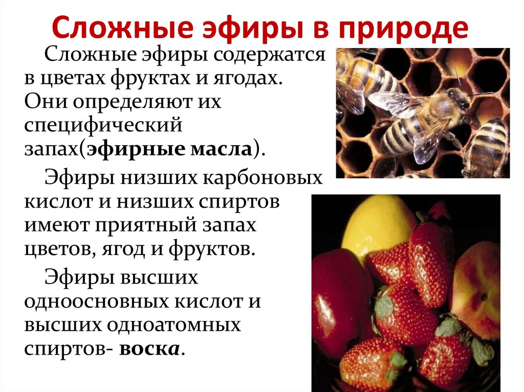 Сложные эфиры в природе