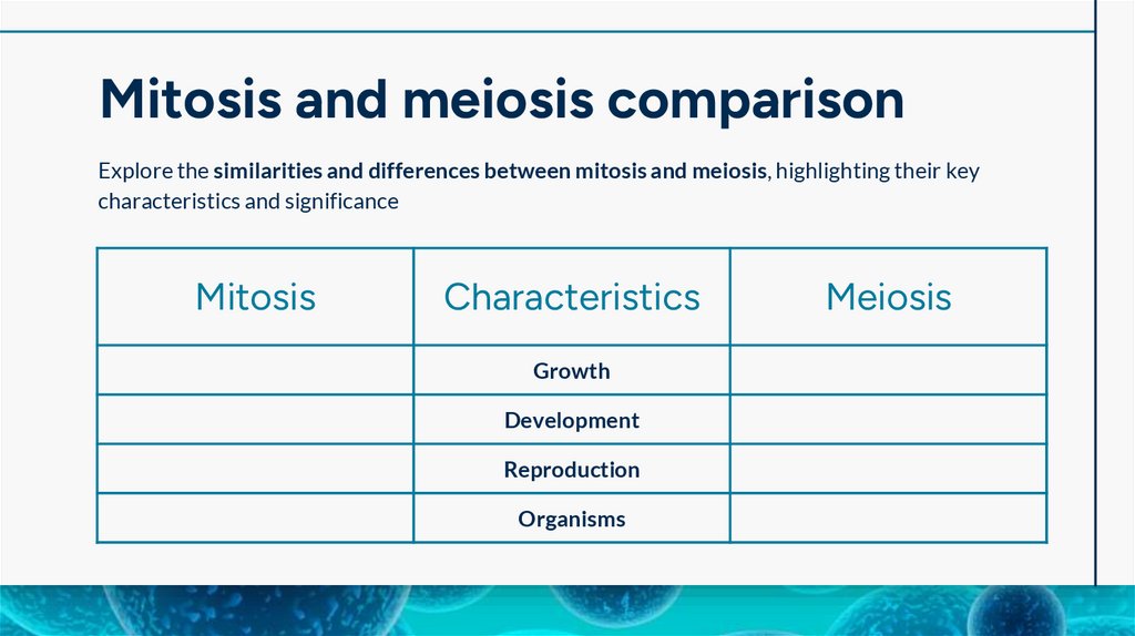 Mitosis and meiosis comparison