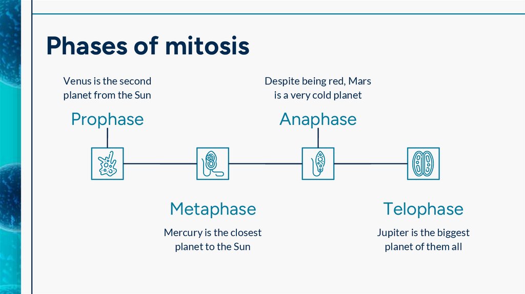 Phases of mitosis