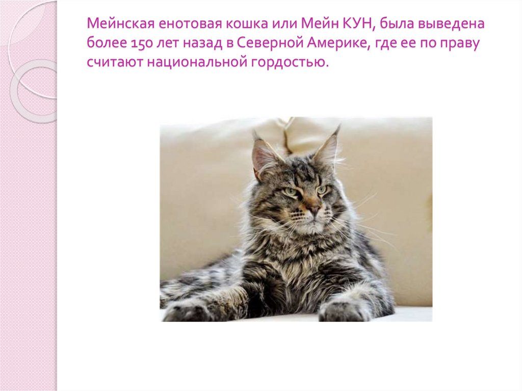 Мейнская енотовая кошка или Мейн КУН, была выведена более 150 лет назад в Северной Америке, где ее по праву считают