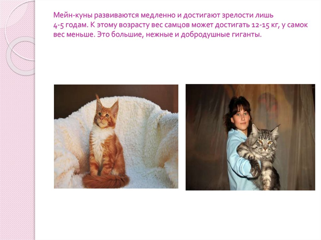 Мейн-куны развиваются медленно и достигают зрелости лишь 4-5 годам. К этому возрасту вес самцов может достигать