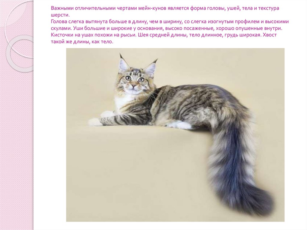 Важными отличительными чертами мейн-кунов является форма головы, ушей, тела и текстура шерсти. Голова слегка вытянута больше