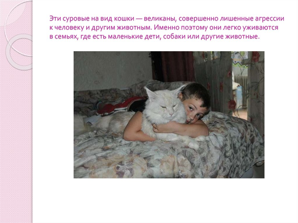 Эти суровые на вид кошки — великаны, совершенно лишенные агрессии к человеку и другим животным. Именно поэтому они легко