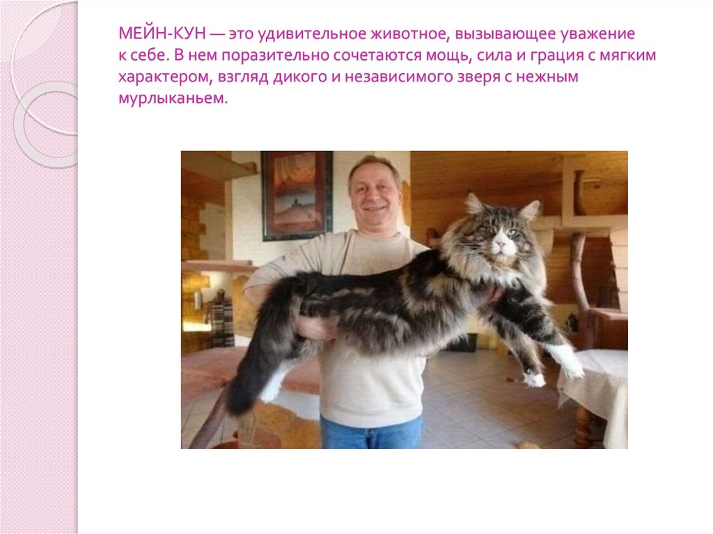 МЕЙН-КУН — это удивительное животное, вызывающее уважение к себе. В нем поразительно сочетаются мощь, сила и грация с мягким