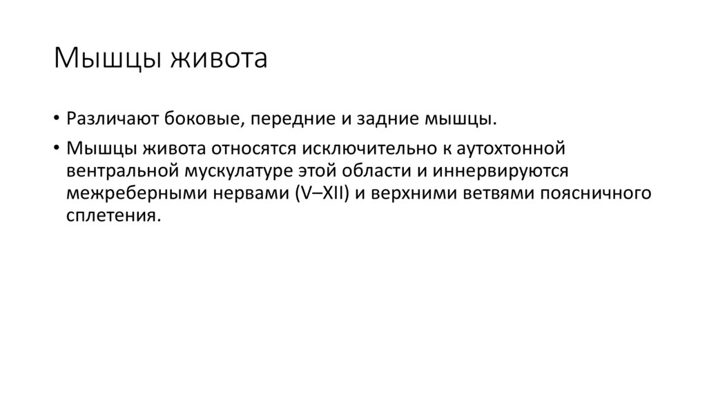 Мышцы живота