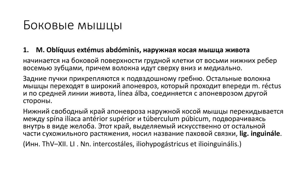 Боковые мышцы