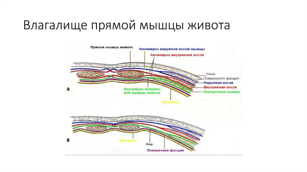 Влагалище прямой мышцы живота