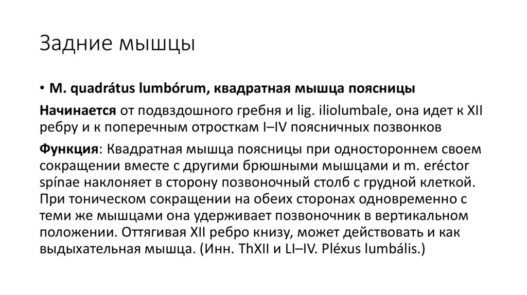 Задние мышцы