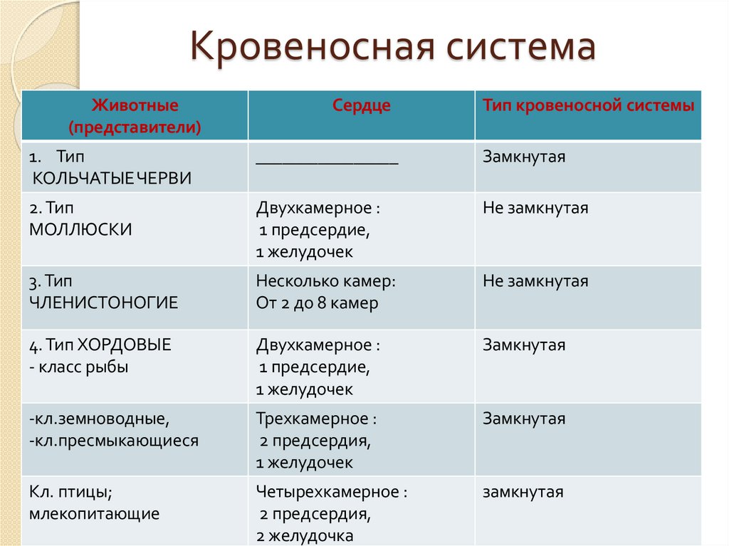 Кровеносная система