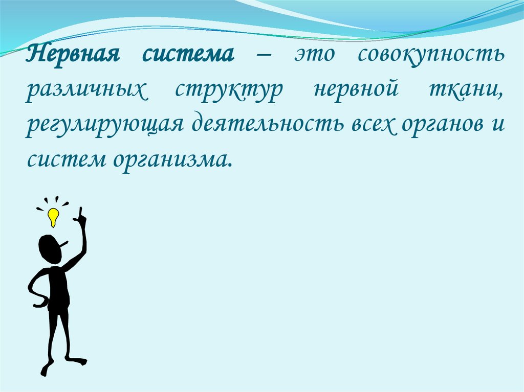 Нервная система – это совокупность различных структур нервной ткани, регулирующая деятельность всех органов и систем организма.