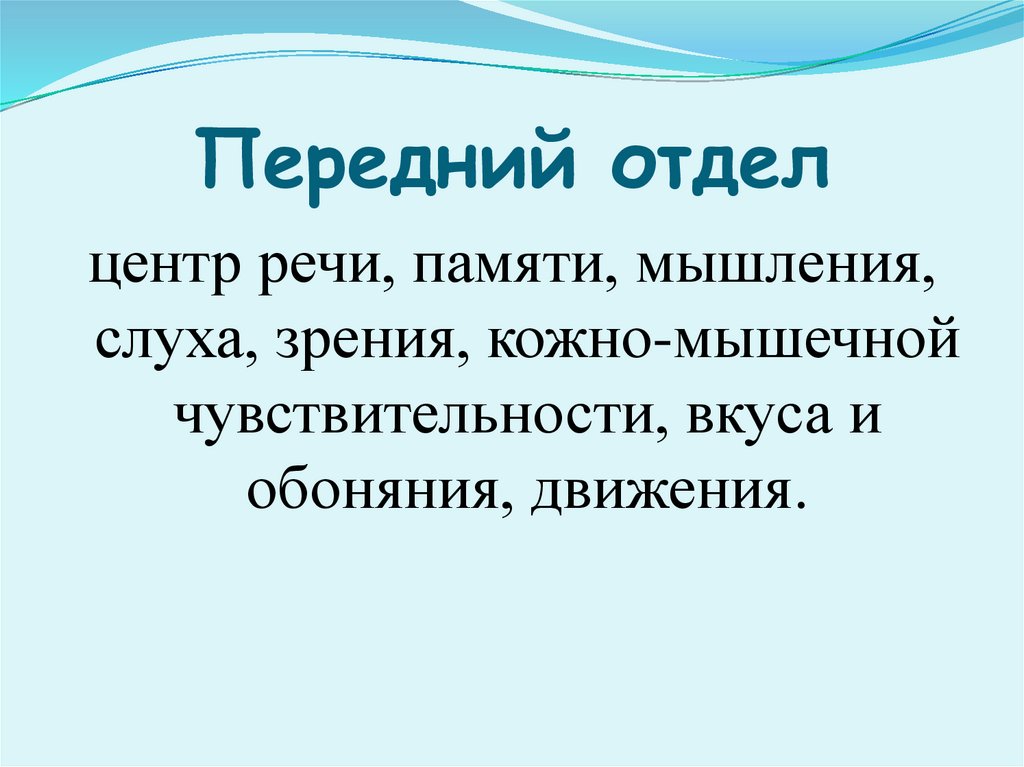 Передний отдел