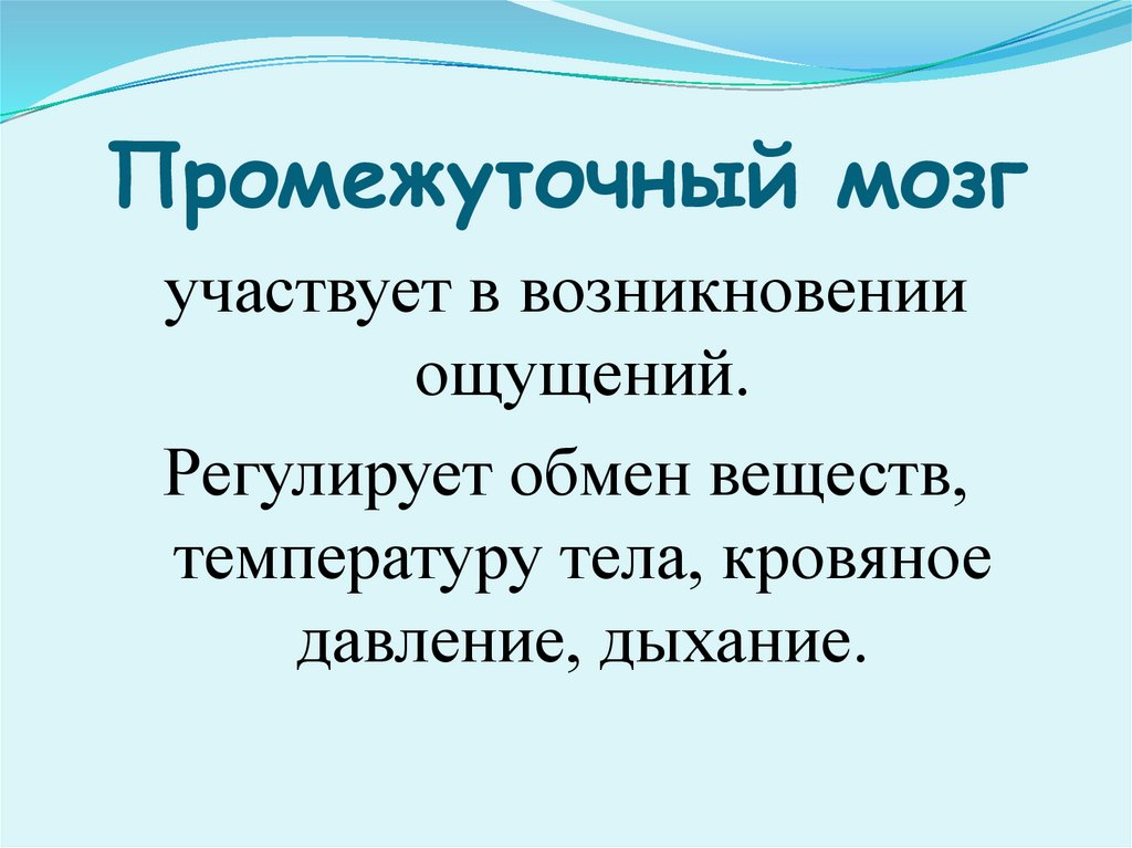 Промежуточный мозг