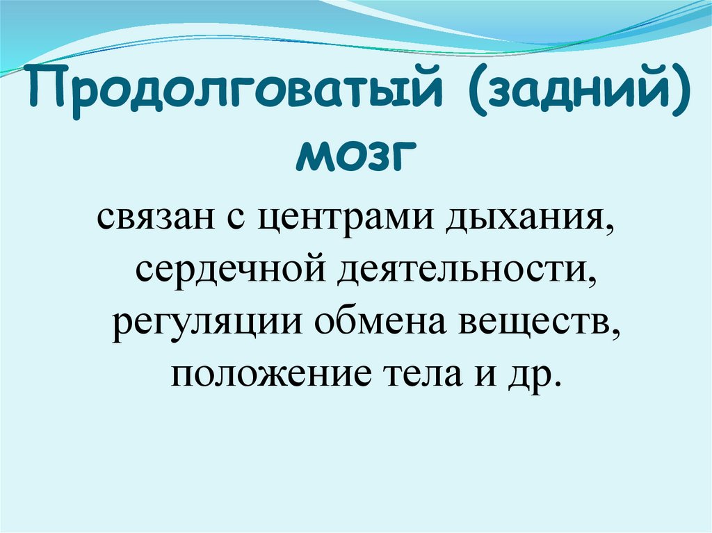 Продолговатый (задний) мозг