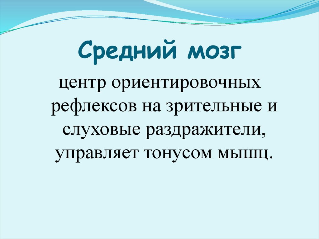 Средний мозг