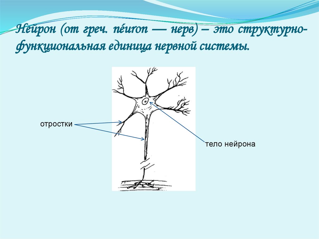 Нейрон (от греч. néuron — нерв) – это структурно-функциональная единица нервной системы.