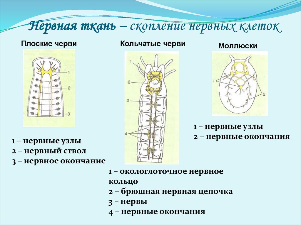 Нервная ткань – скопление нервных клеток