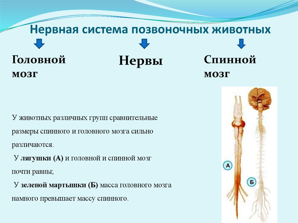 Нервная система позвоночных животных