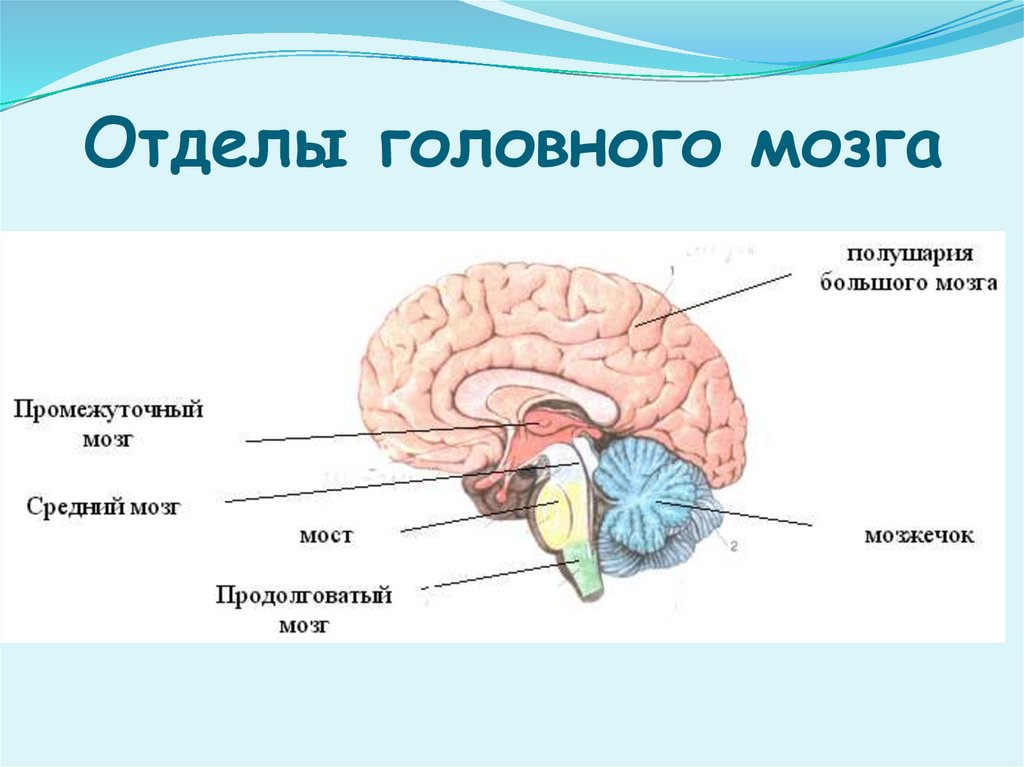 Отделы головного мозга