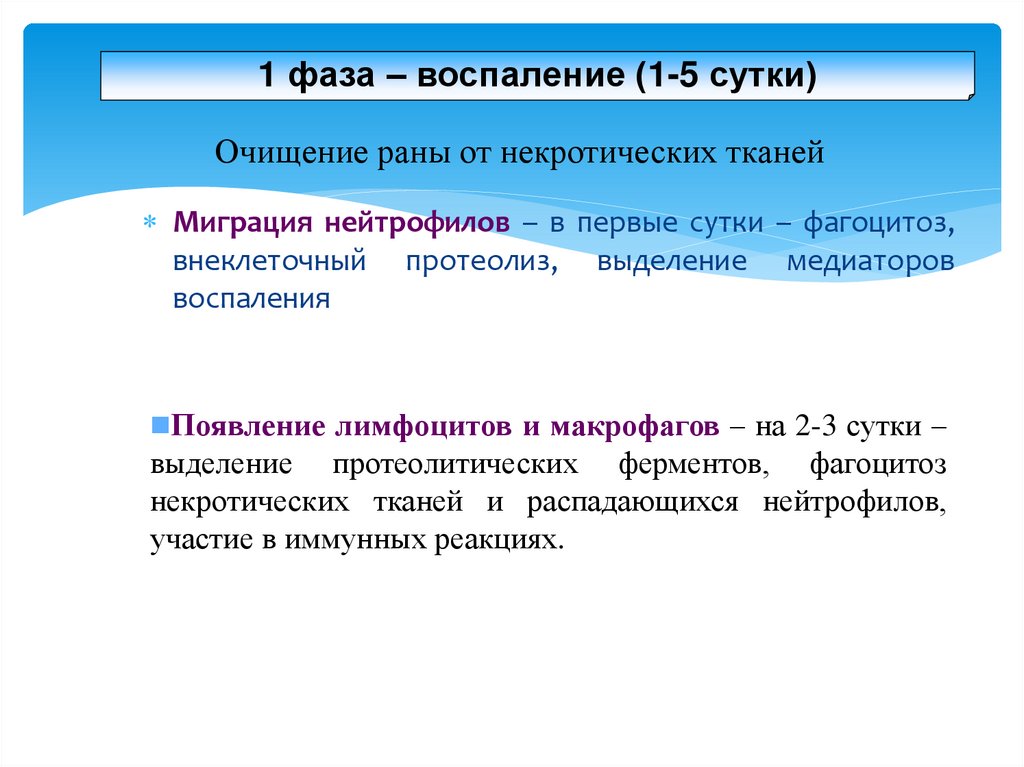 1 фаза – воспаление (1-5 сутки)