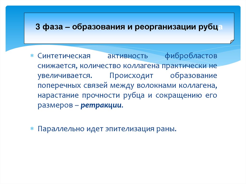 3 фаза – образования и реорганизации рубца