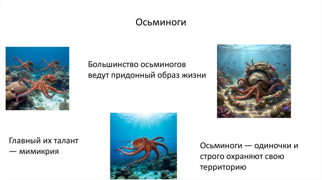 Осьминоги
