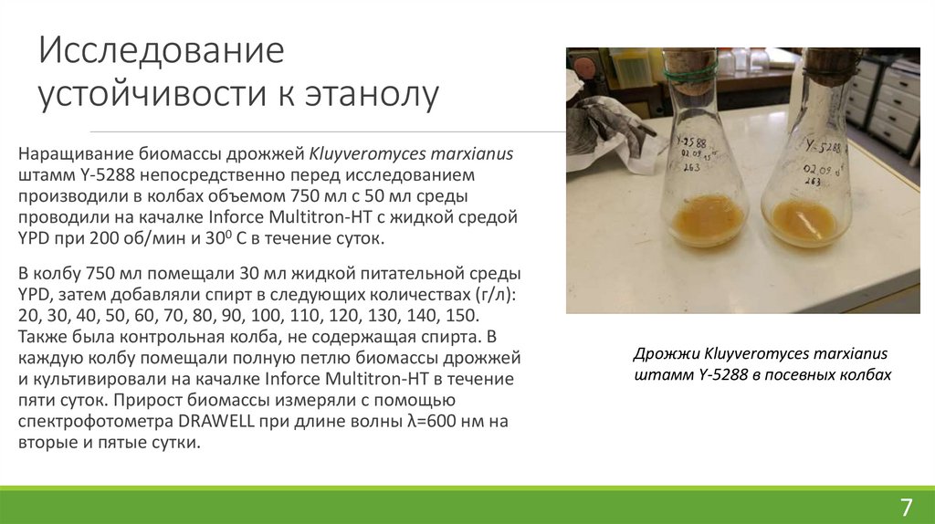 Исследование устойчивости к этанолу