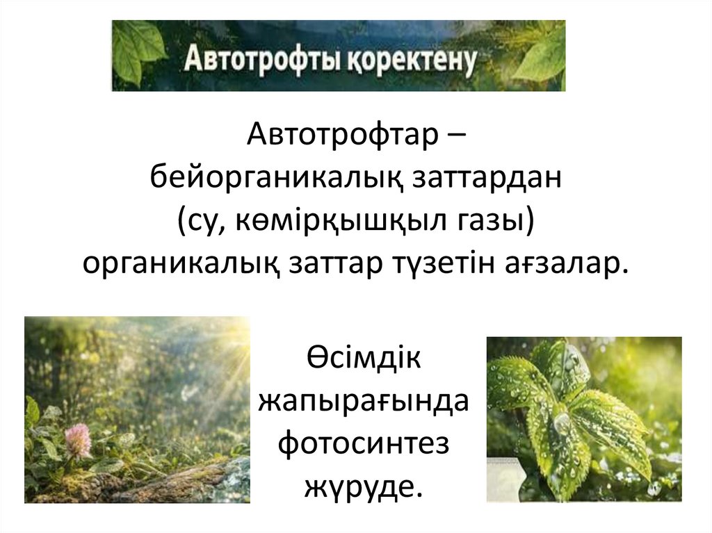 Автотрофтар – бейорганикалық заттардан (су, көмірқышқыл газы) органикалық заттар түзетін ағзалар.