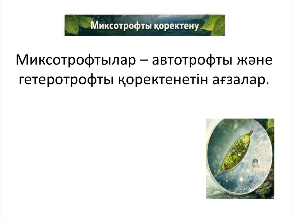 Миксотрофтылар – автотрофты және гетеротрофты қоректенетін ағзалар.