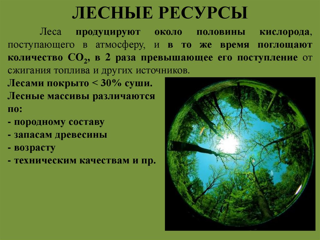 ЛЕСНЫЕ РЕСУРСЫ