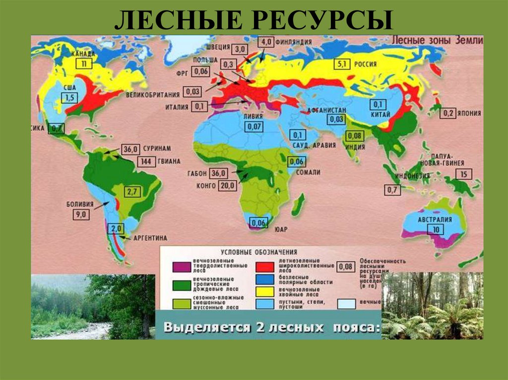 ЛЕСНЫЕ РЕСУРСЫ