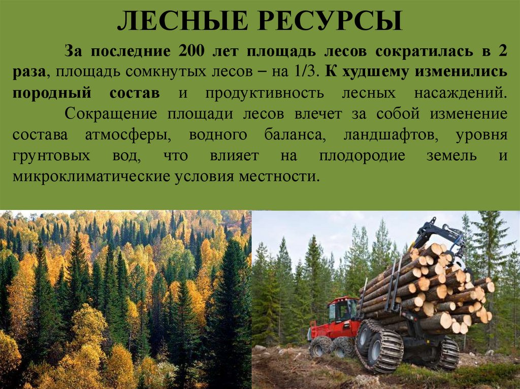 ЛЕСНЫЕ РЕСУРСЫ