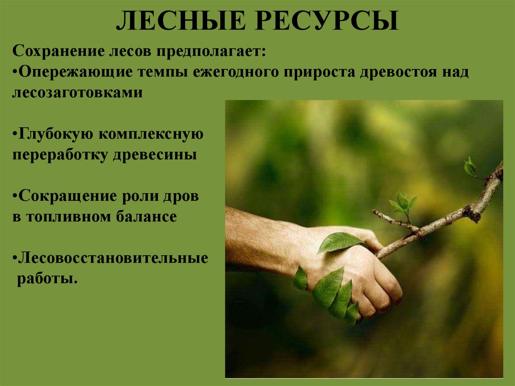 ЛЕСНЫЕ РЕСУРСЫ