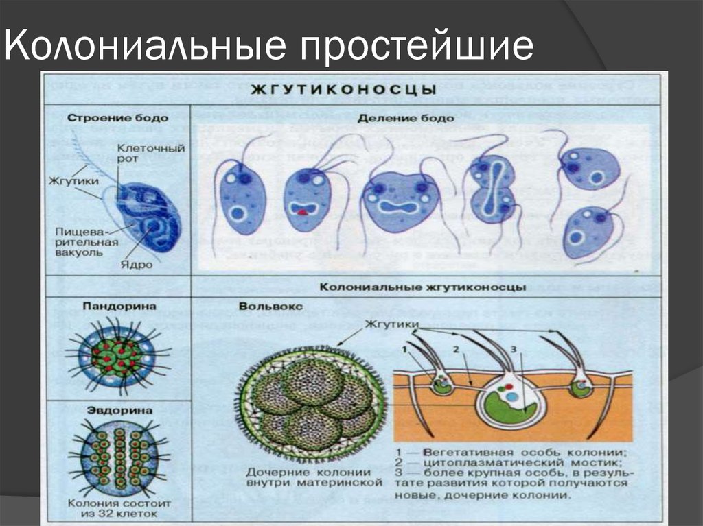 Колониальные простейшие