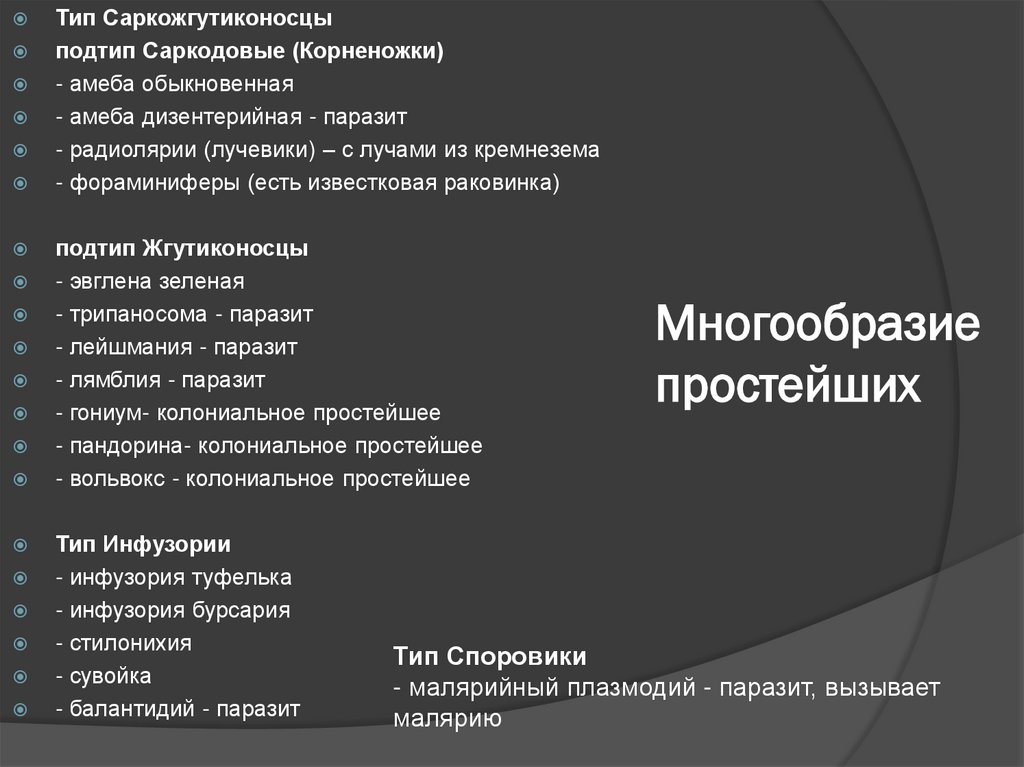 Многообразие простейших