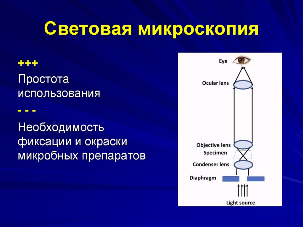 Световая микроскопия