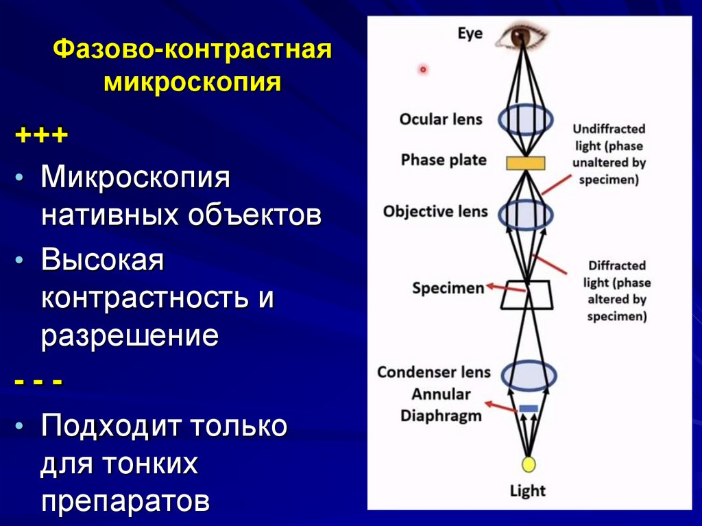 Фазово-контрастная микроскопия