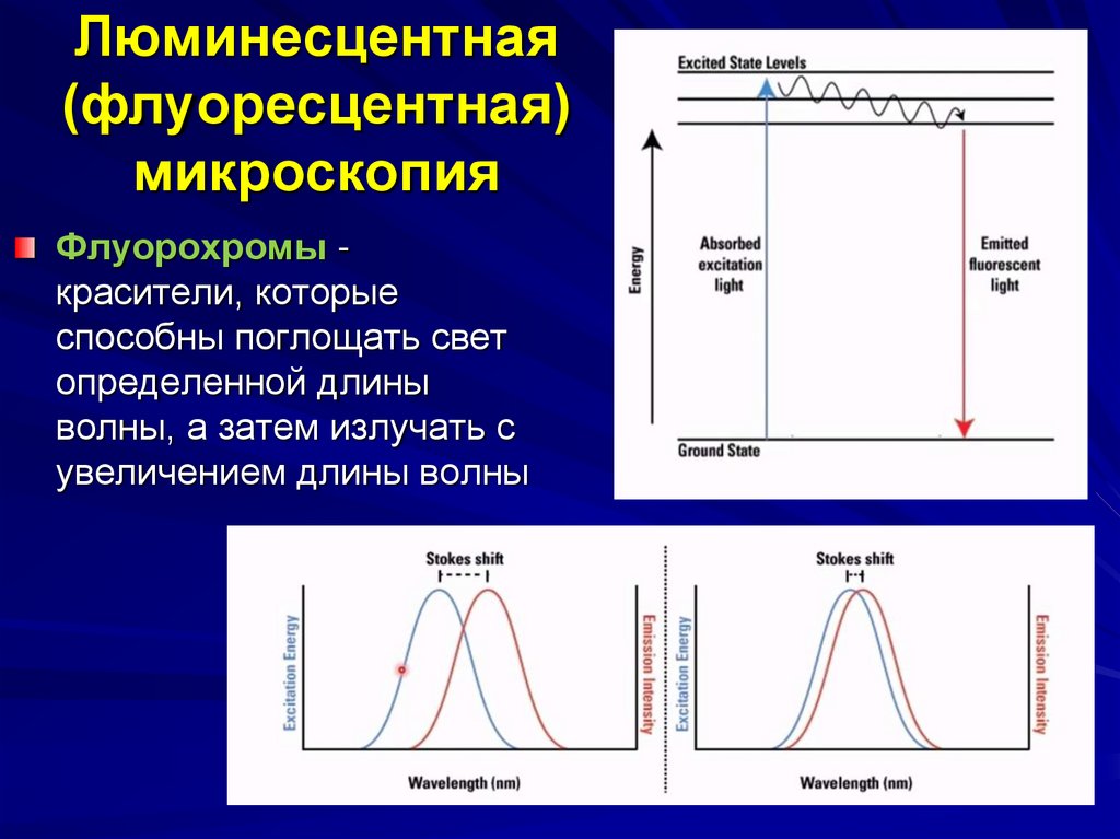 Люминесцентная (флуоресцентная) микроскопия